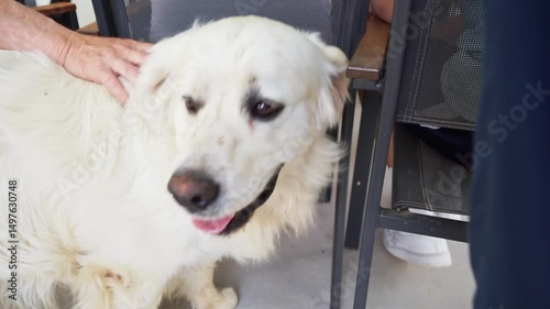 A Golden Retriever enjoys being petted by a human, with its tongue hanging out.