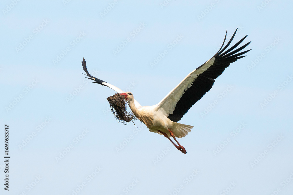 Obraz premium Cigogne blanche, .Ciconia ciconia, White Stork,