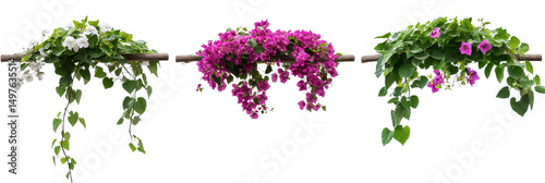 Triple Hanging Flower Arrangement, Isolated on Transparent Background, Floral Decor, Botanical Illustration, Plants, Flowers, Vines