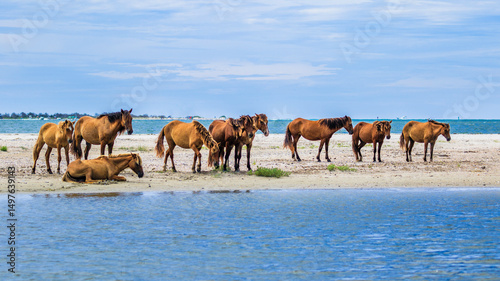 Wild horse herd standing on the beach in the Rachel Carson Wildlife Refuge near Beaufort, NC  