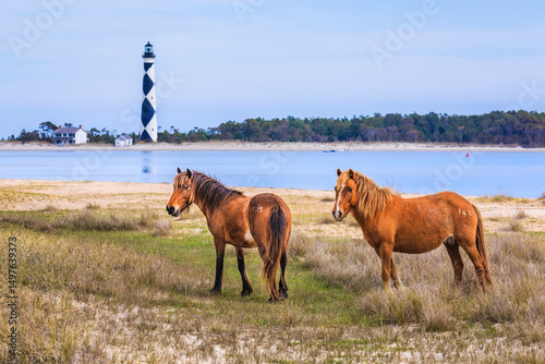 Fototapeta Wild horses at attention near Cape Lookout Lighthouse on Shackleford Banks, NC
