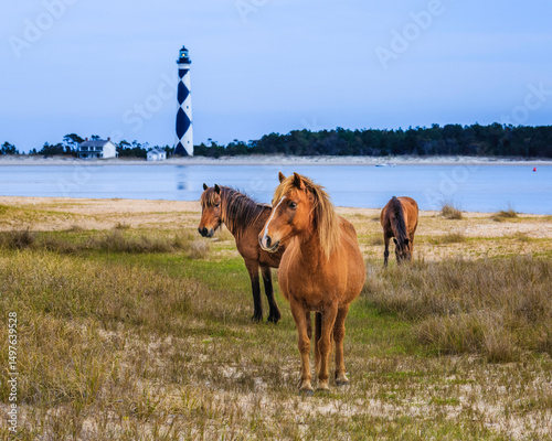 Wild horses at attention near Cape Lookout Lighthouse in North Carolina