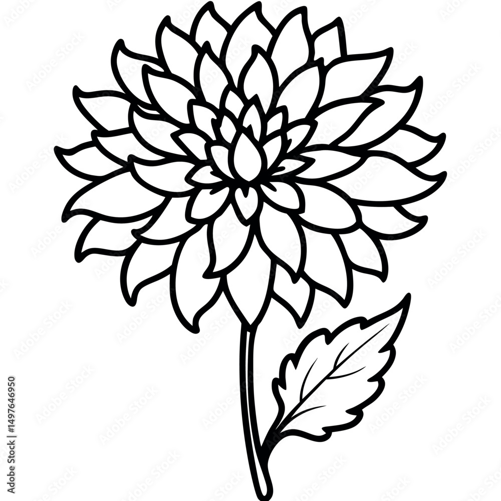 Single chrysanthemum flower on white background design Single chrysanthemum flower on white background design