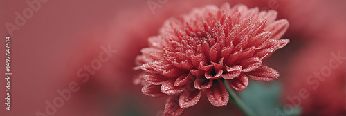 Delicate dew-laden chrysanthemum, embodying fleeting autumn whispers, symbol of lifes impermanence, resonating with Obon and Dia de los Muertos