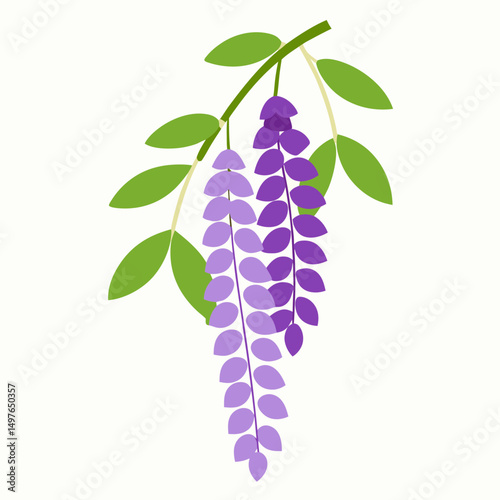 Stylized wisteria branch with green leaves and cascading purple flowers on a white background