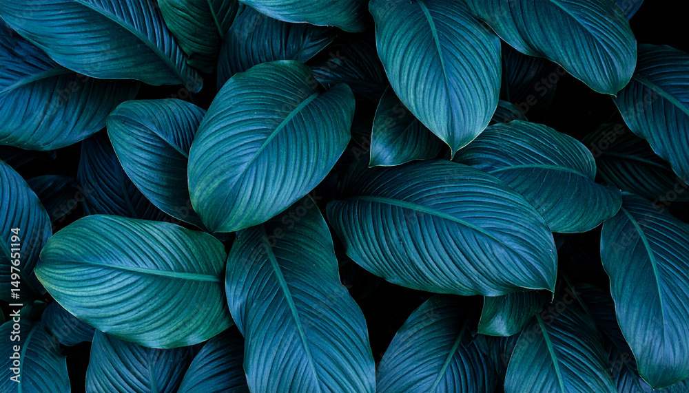 Spathiphyllum cannifolium leaves close-up, abstract green nature texture in garden Spathiphyllum cannifolium leaves close-up, abstract green nature texture in garden