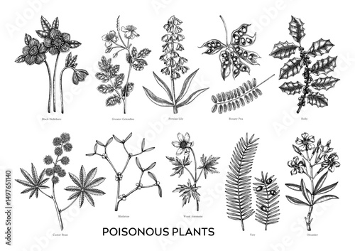 Poisonous plants botanical illustrations. Hand-drawn flowers and witch herb sketches. Witchcraft, herbal medicine, and mythology design elements. NOT AI generated