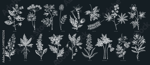 Poisonous plant hand drawn vector illustrations. Witch herbs in sketch style. Medicinal plants drawings.  NOT AI generated