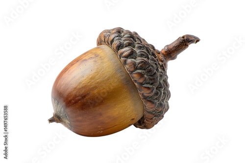 A Detailed Close-Up View of a Mature Acorn Isolated on transparent background, cutout