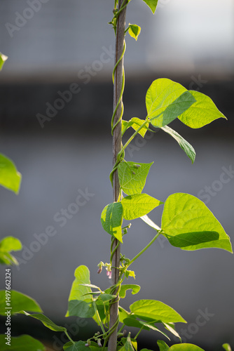 Tender Leaves on a Green Vine