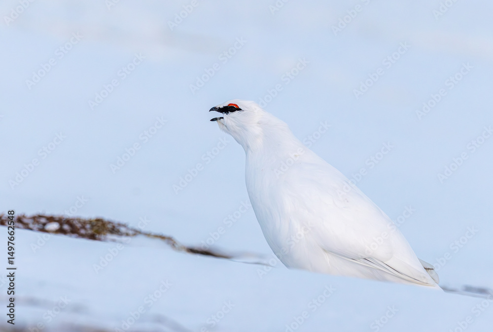 Obraz premium Detailed closeup of a svalbard rock ptarmigan