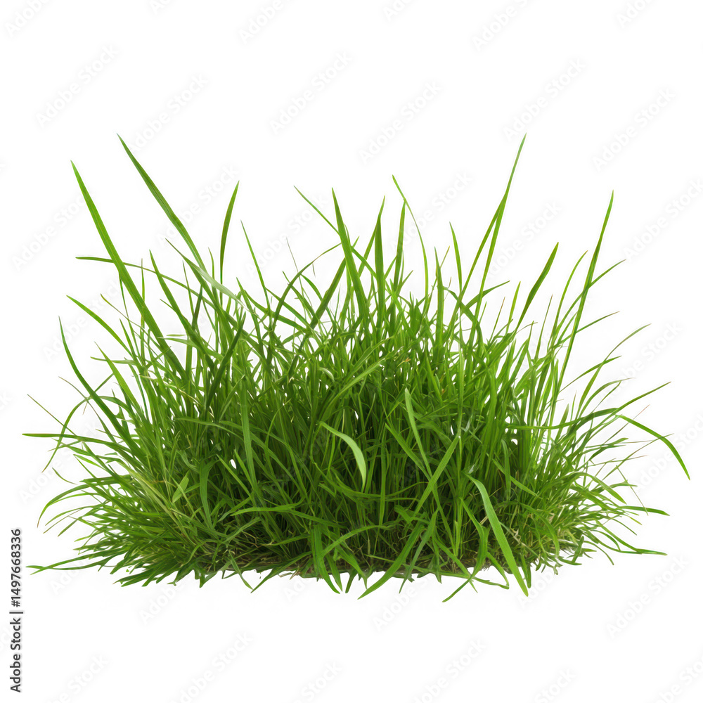 Fresh green grass clump isolated on white background on transparent background Fresh green grass clump isolated on white background on transparent background