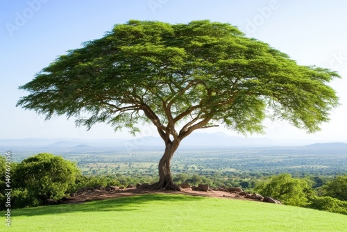 A single large tree stands alone on a grassy hill, overlooking a vast green landscape under a clear blue sky.