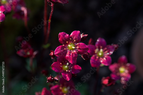 Many red saxifrage with green bokeh background in nice sunlight in the garden