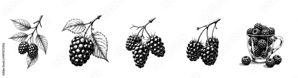 Fototapeta premium Black ink vintage sketch of berries and chehalem berry branch with leaves and a glass goblet with berries
