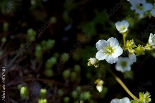 Single white saxifraga white blossom of a flower with dark black bokeh background