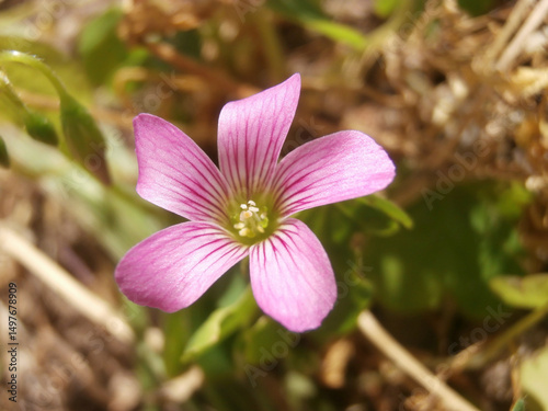 Natura