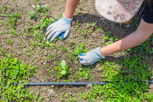 A woman in gloves weeds zucchini, pumpkin and melon plants growing in beds with drip irrigation. Weed control, weeding seedlings