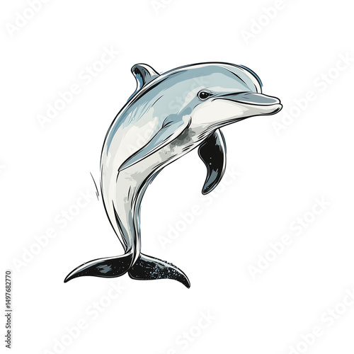 dolphin isolated on white background