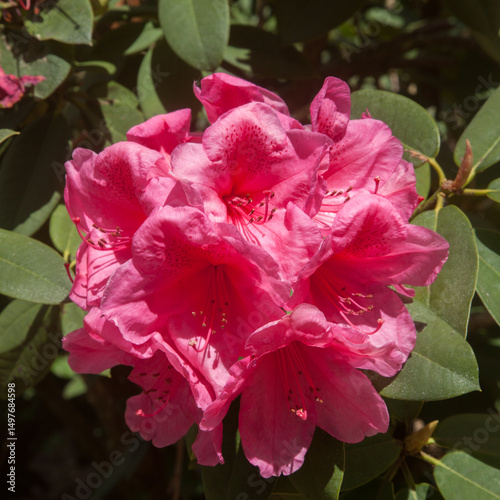 Fleur de rhododendron sur un fond de feuillage