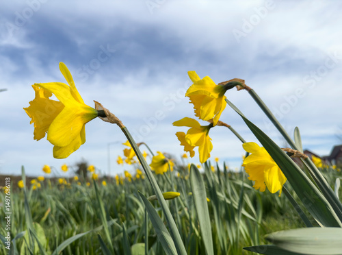 Sideways daffodils windy day