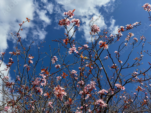 Bright pink cherry blossoming, sunshine and blue sky.