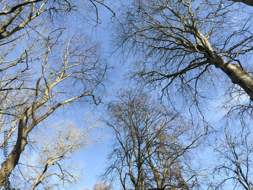 Light and shadows on bare tall trees calm light blue sky 