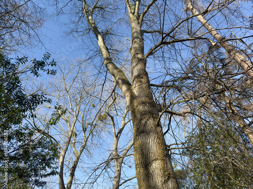 Bare tall tree dappled shadows.
