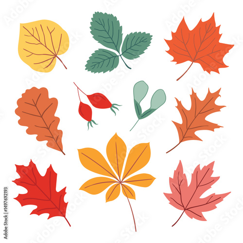 Colorful vector set of hand drawn autumn leaves and seeds in yellow, green, red and brown colors