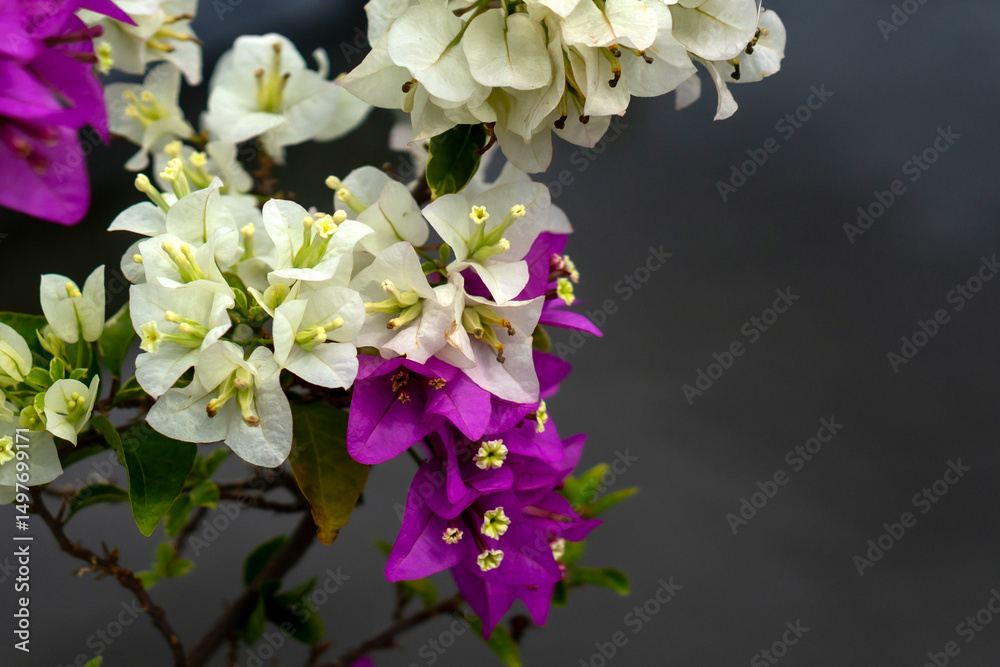 Obraz premium Bougainvillea flowers in white and purple bloom gracefully on a branch with green leaves, set against a soft gray background. Ideal for nature, floral, and tropical themes.