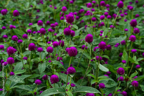 Wallpaper Mural A vibrant close-up of blooming purple globe amaranth (Gomphrena globosa) flowers in a garden, featuring vivid colors and a shallow depth of field for a dreamy effect. Torontodigital.ca