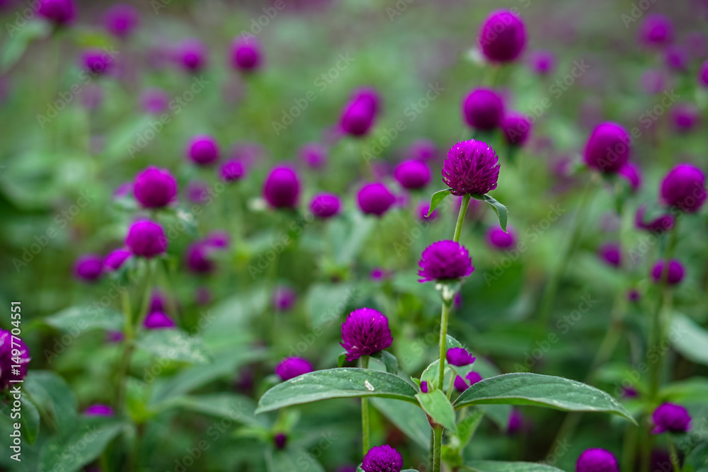 Obraz premium A vibrant close-up of blooming purple globe amaranth (Gomphrena globosa) flowers in a garden, featuring vivid colors and a shallow depth of field for a dreamy effect.