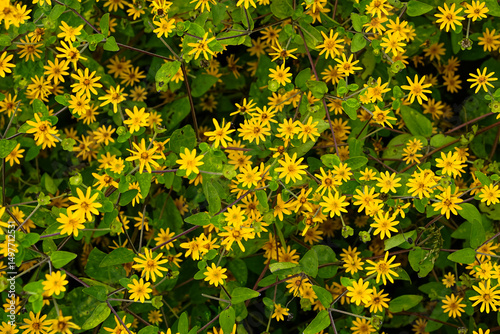 Photography Top view of blooming yellow Singapore Daisy, Sphagneticola trilobata flowers densely covering the ground with lush green leaves, creating a vibrant and natural floral texture background