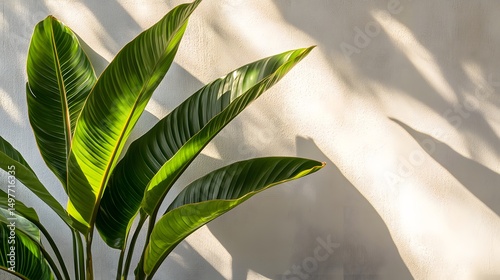 Sunlit Tropical Plant Leaves on Beige Wall