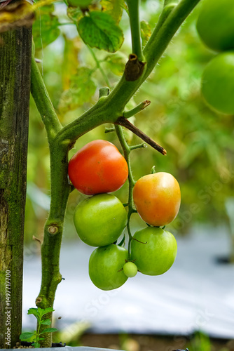 Close-up of a tomato plant with fruits in various ripening stages green, yellowish-orange, and red growing on the vine in a garden with a natural blurred background.