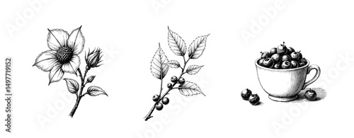 Black ink vintage sketch of miracle berry flower, branch with leaves, and cup of berries  