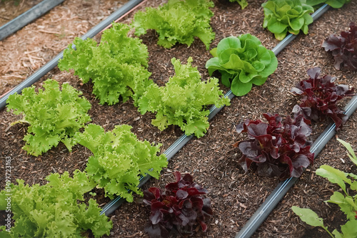 Various types of fresh lettuce growing in neat rows on soil with drip irrigation system, showcasing sustainable and organized vegetable farming outdoors


