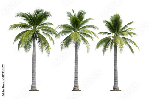 Three Realistic Palm Trees on Transparent Background