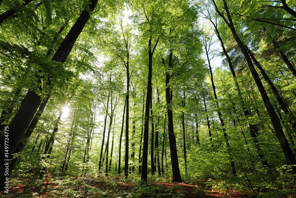 Obraz premium Spring beech forest on a sunny May morning. Poland