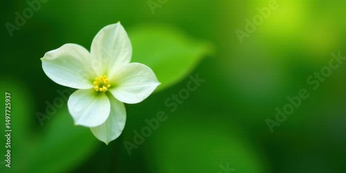 A Delicate White Blossom Against a Lush Green Background, a Symbol of Springtime Purity and Natural Beauty