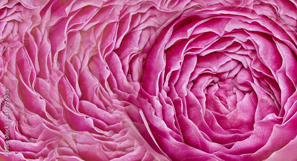 Obraz premium Rose close up. Floral background. Macro. Nature. 