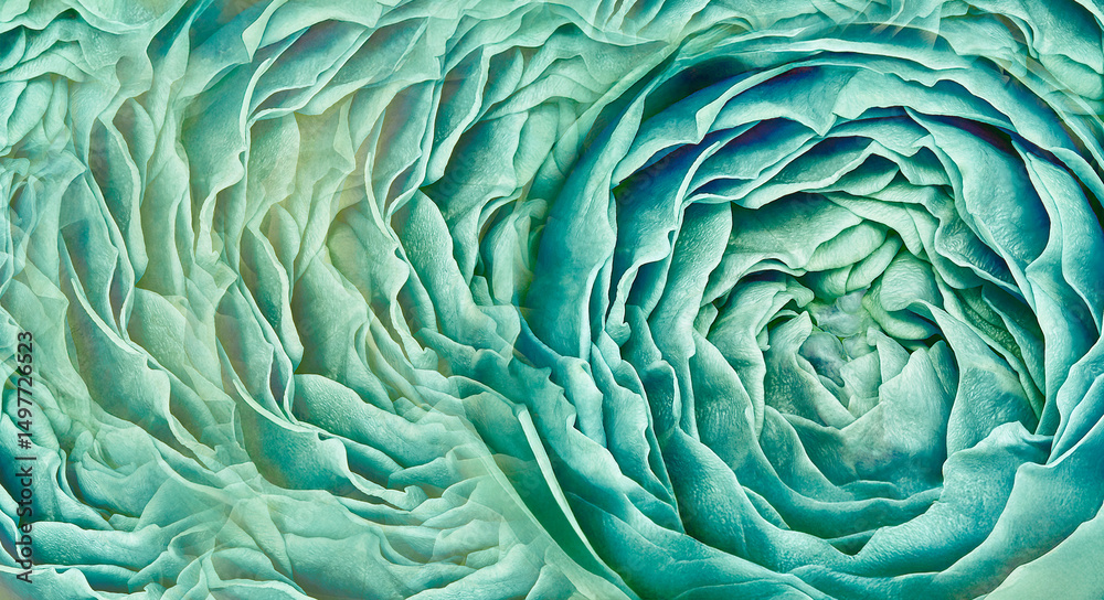 Obraz premium Rose close up. Floral background. Macro. Nature. 