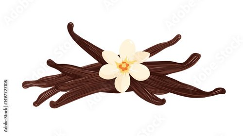 The closeup vanilla flower and beans isolated on white background vector illustration
