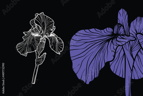 Iris flowers, vector format, hand drawn outline. Easy to edit, ready to use. A mix between an indigo and a white flower on a black background. 