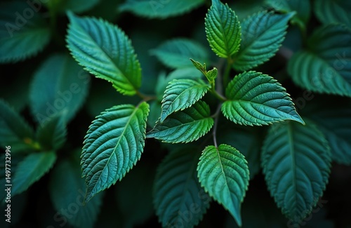 Close-up shot of vibrant green leaves bush. Textured foliage in natural light. Dark green background. Botanical detail with fresh look. Perfect eco or nature theme.