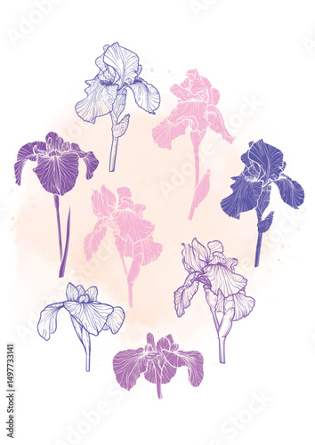 A4, A3, iris flowers vector hand drawn illustration. Art print with elegant pink, lila flowers on a beige watercolor splatter. Highly detailed and high quality graphic asset for online and print. 