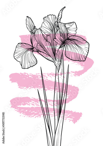 A4, A3 poppy line art vector hand drawn illustration. Art print with black iris flower and a pink sketch mark. Highly detailed and high quality graphic asset for online and print.