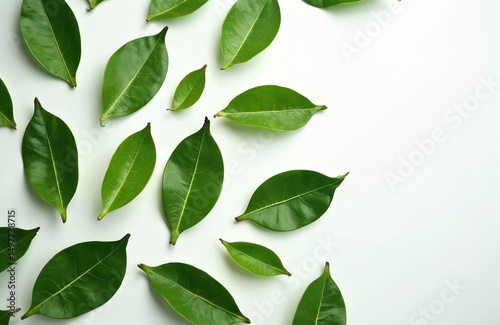 Fresh green bergamot kaffir lime leaves isolated on white background. Healthy organic herb ingredients for cooking, beauty, wellness. Concept of natural product for cosmetic skin care, food. Top view