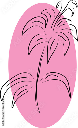 realistic blooming single lily flower with leaves hand drawn black curved simple lines with an oval pink background