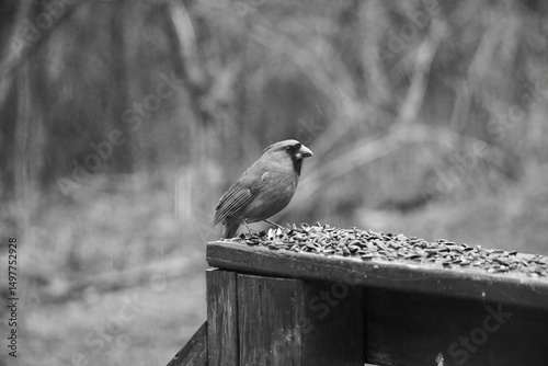 A male Northern Cardinal perches on a wooden feeder during a light rain, surrounded by sunflower seeds and a soft, earthy background.